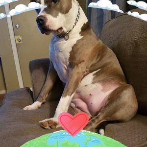 Meet your Posher, Joe